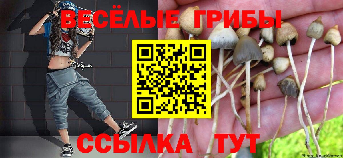 Галлюциногенные грибы Psilocybe Лесосибирск